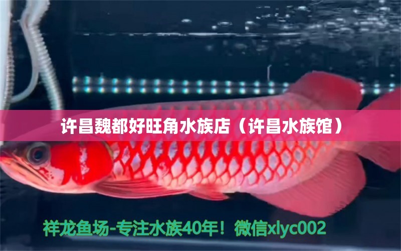 許昌魏都好旺角水族店（許昌水族館） 全國水族館企業(yè)名錄