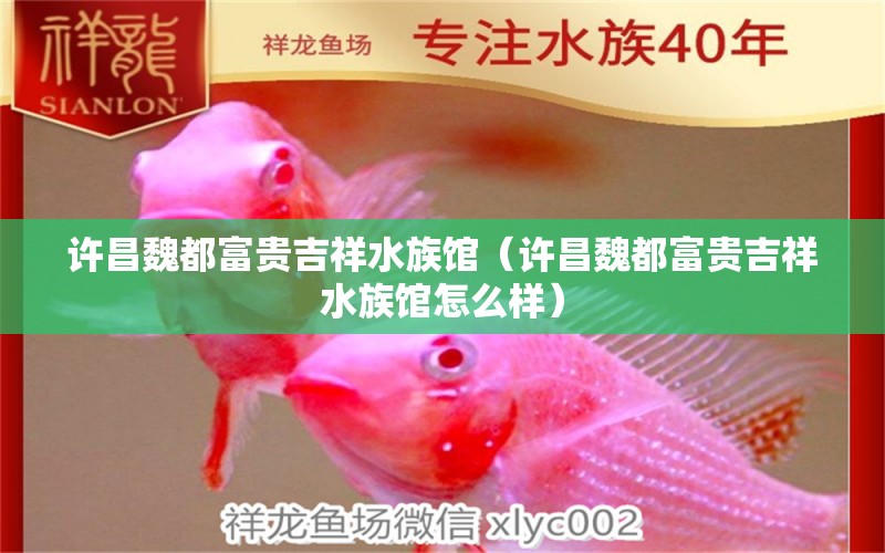 許昌魏都富貴吉祥水族館（許昌魏都富貴吉祥水族館怎么樣） 全國水族館企業(yè)名錄