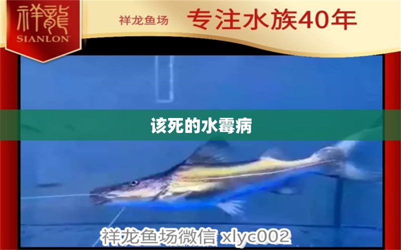 該死的水霉病 龍魚疾病與治療