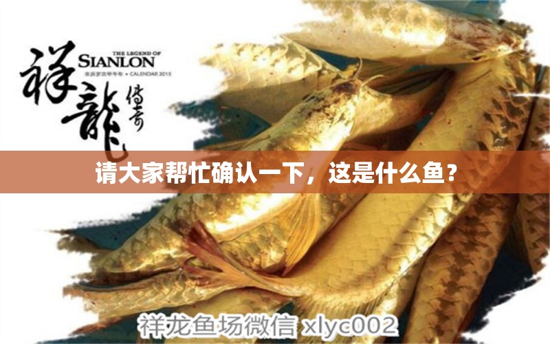 請大家?guī)兔Υ_認一下，這是什么魚？ 白子紅龍魚