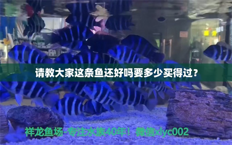 請(qǐng)教大家這條魚還好嗎要多少買得過？