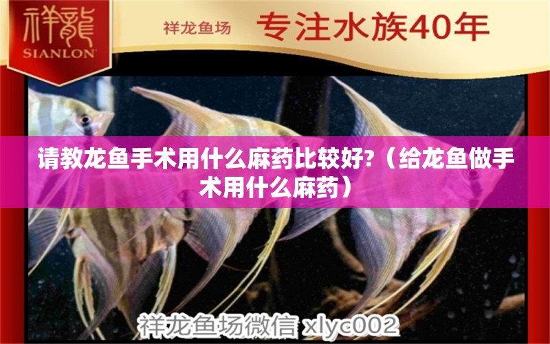 請(qǐng)教龍魚手術(shù)用什么麻藥比較好?（給龍魚做手術(shù)用什么麻藥）