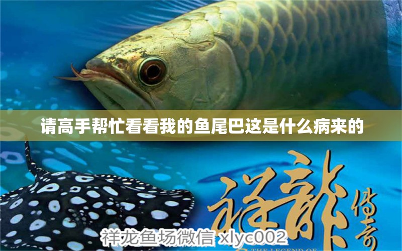 請高手幫忙看看我的魚尾巴這是什么病來的 龍魚疾病與治療