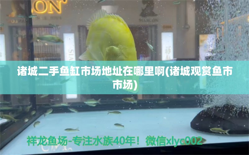 諸城二手魚缸市場地址在哪里啊(諸城觀賞魚市市場) 黑白雙星魚 第1張