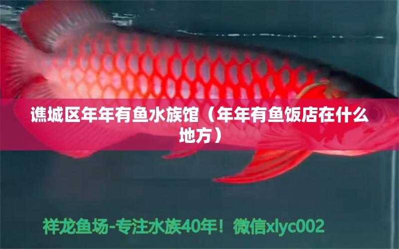 譙城區(qū)年年有魚水族館（年年有魚飯店在什么地方） 全國水族館企業(yè)名錄