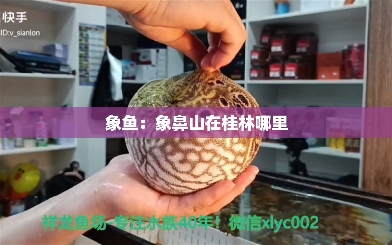 象魚：象鼻山在桂林哪里