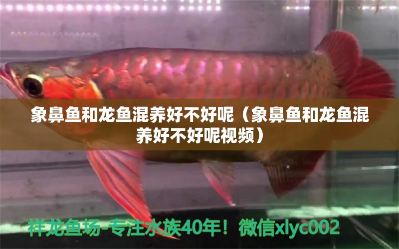 象鼻魚和龍魚混養(yǎng)好不好呢（象鼻魚和龍魚混養(yǎng)好不好呢視頻）