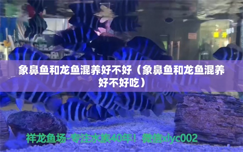 象鼻魚(yú)和龍魚(yú)混養(yǎng)好不好（象鼻魚(yú)和龍魚(yú)混養(yǎng)好不好吃）