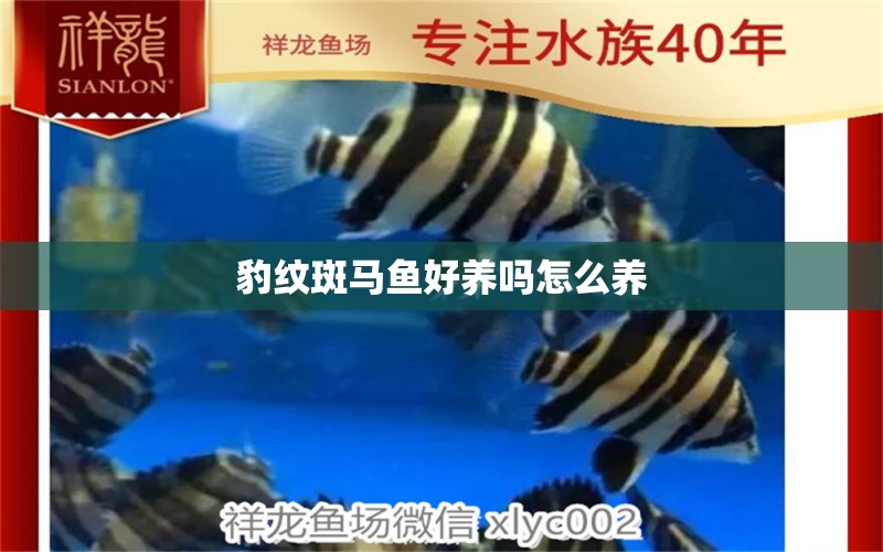 豹紋斑馬魚(yú)好養(yǎng)嗎怎么養(yǎng) 觀賞魚(yú)魚(yú)苗 第2張