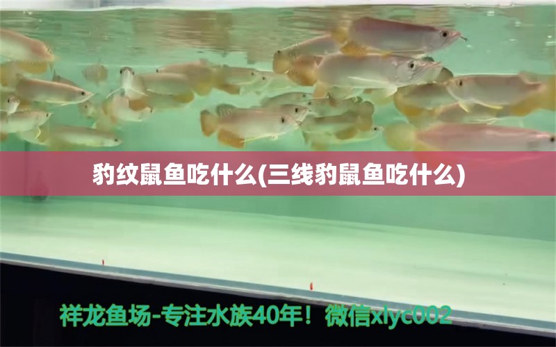 豹紋鼠魚吃什么(三線豹鼠魚吃什么)