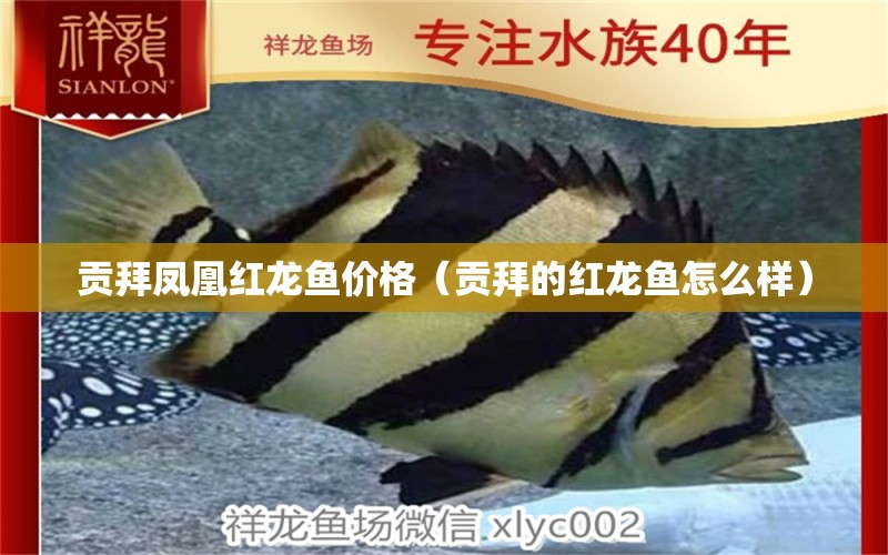 貢拜鳳凰紅龍魚價(jià)格（貢拜的紅龍魚怎么樣） 印尼紅龍魚