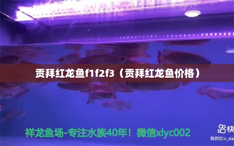 貢拜紅龍魚f1f2f3（貢拜紅龍魚價格） 印尼紅龍魚