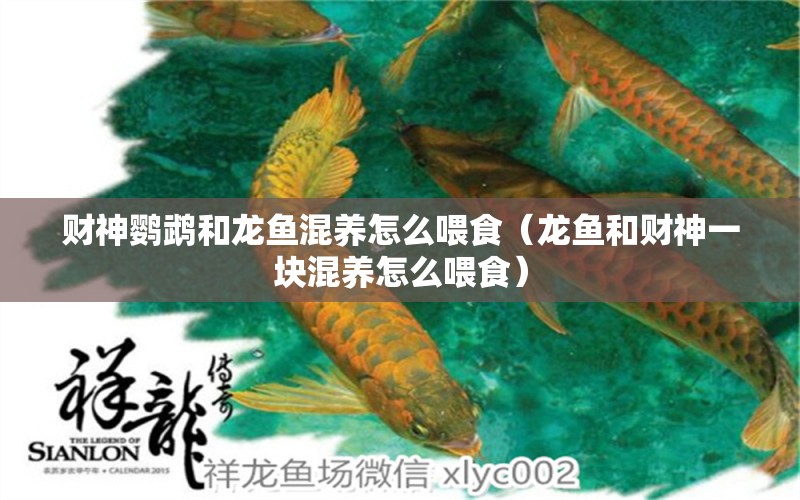 財(cái)神鸚鵡和龍魚混養(yǎng)怎么喂食（龍魚和財(cái)神一塊混養(yǎng)怎么喂食） 鸚鵡魚 第1張