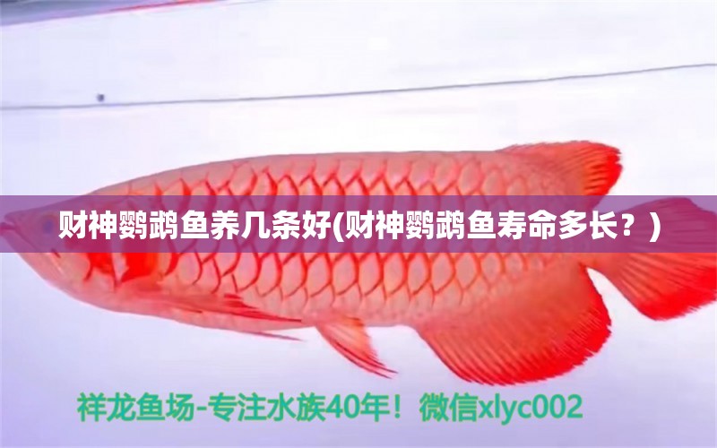 財(cái)神鸚鵡魚養(yǎng)幾條好(財(cái)神鸚鵡魚壽命多長？) 鸚鵡魚