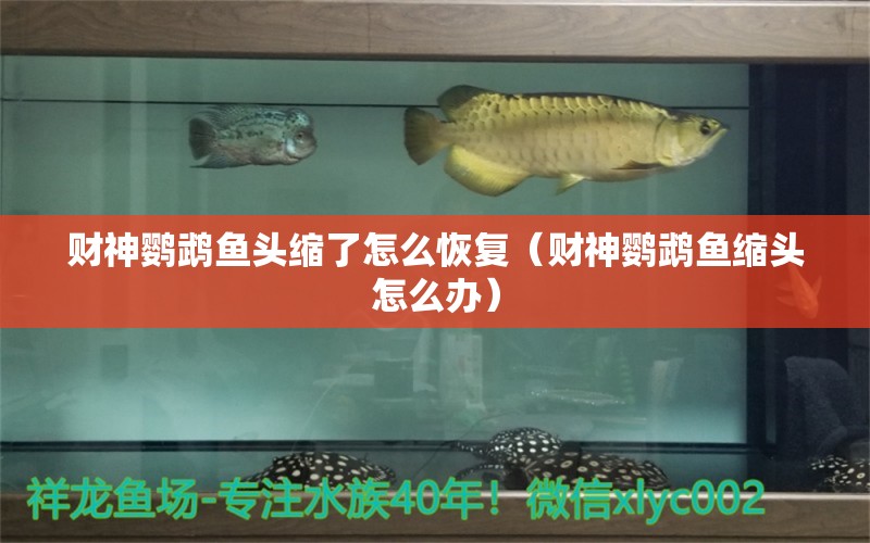 財(cái)神鸚鵡魚頭縮了怎么恢復(fù)（財(cái)神鸚鵡魚縮頭怎么辦）