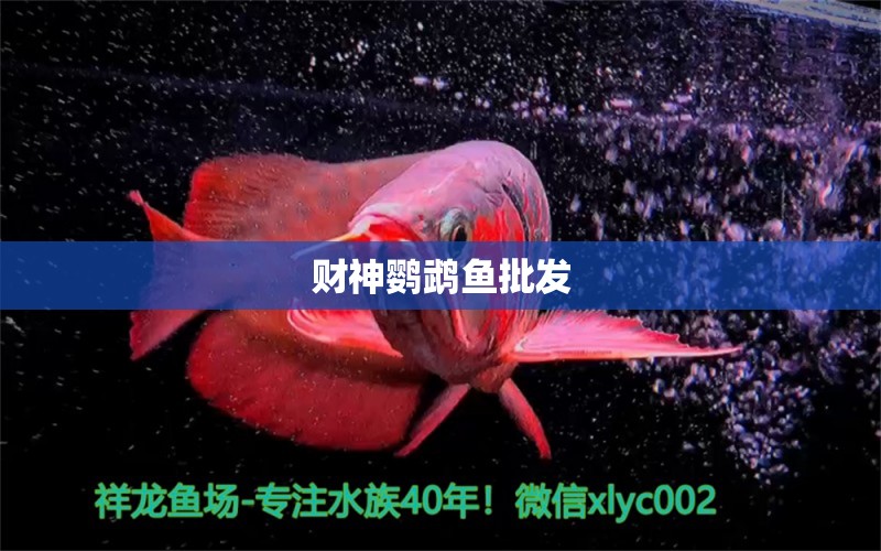 財神鸚鵡魚批發(fā)