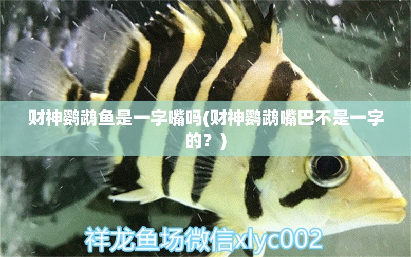 財神鸚鵡魚是一字嘴嗎(財神鸚鵡嘴巴不是一字的？) 鸚鵡魚