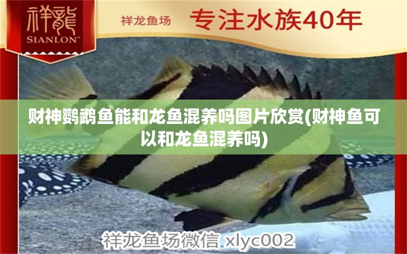 財神鸚鵡魚能和龍魚混養(yǎng)嗎圖片欣賞(財神魚可以和龍魚混養(yǎng)嗎) 鸚鵡魚