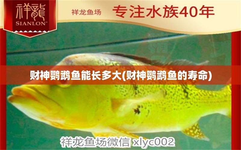 財(cái)神鸚鵡魚能長多大(財(cái)神鸚鵡魚的壽命) 鸚鵡魚