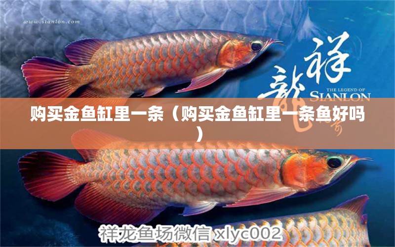 購(gòu)買金魚(yú)缸里一條（購(gòu)買金魚(yú)缸里一條魚(yú)好嗎） 黃金眼鏡蛇雷龍魚(yú)