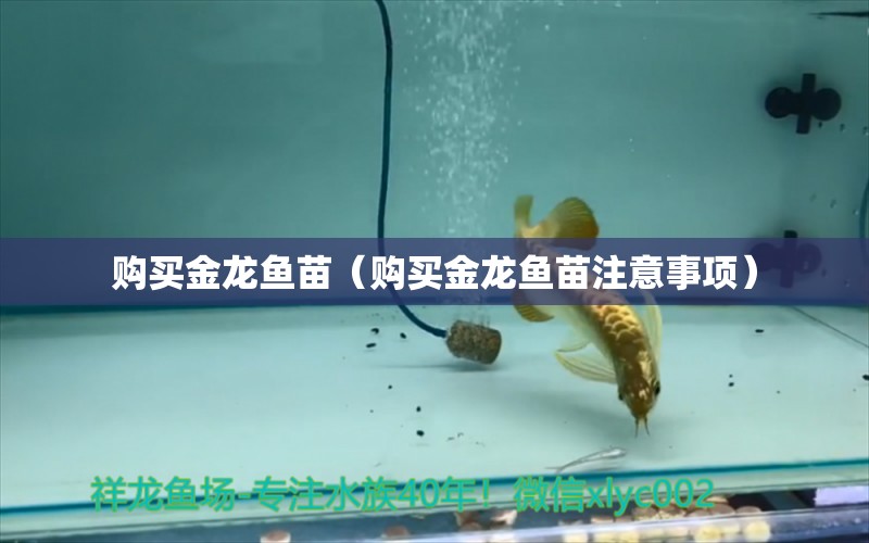 購買金龍魚苗（購買金龍魚苗注意事項） 龍魚疾病與治療