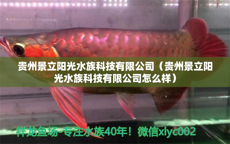 貴州景立陽(yáng)光水族科技有限公司（貴州景立陽(yáng)光水族科技有限公司怎么樣） 全國(guó)水族館企業(yè)名錄