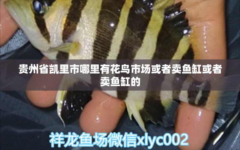 貴州省凱里市哪里有花鳥市場(chǎng)或者賣魚缸或者賣魚缸的 觀賞魚