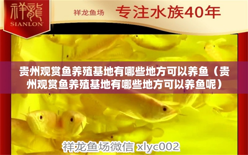 貴州觀賞魚養(yǎng)殖基地有哪些地方可以養(yǎng)魚（貴州觀賞魚養(yǎng)殖基地有哪些地方可以養(yǎng)魚呢） 祥龍水族醫(yī)院