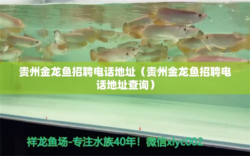 貴州金龍魚(yú)招聘電話地址（貴州金龍魚(yú)招聘電話地址查詢） 祥龍水族醫(yī)院