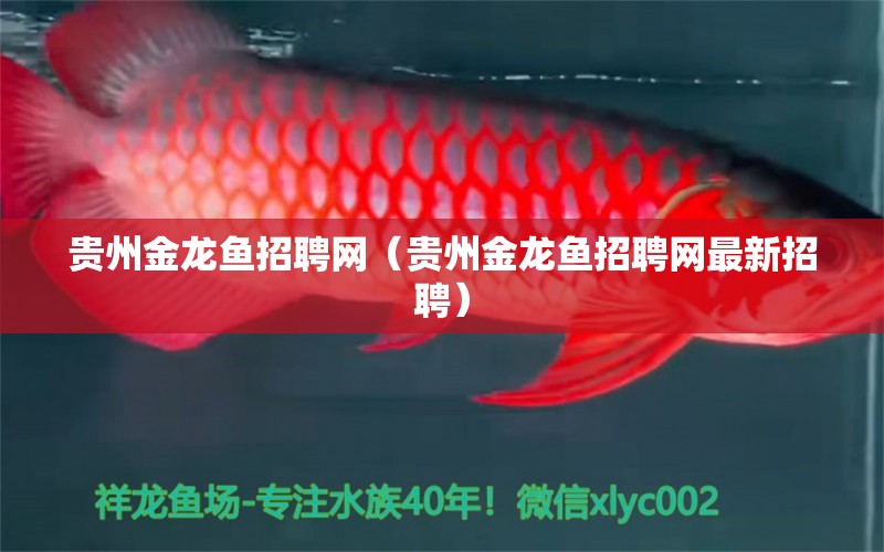 貴州金龍魚招聘網（貴州金龍魚招聘網最新招聘）