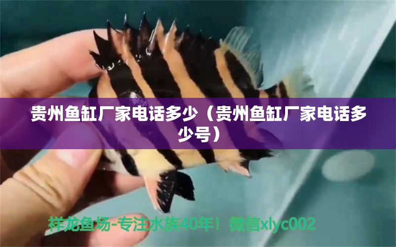 貴州魚缸廠家電話多少（貴州魚缸廠家電話多少號） 祥龍水族醫(yī)院