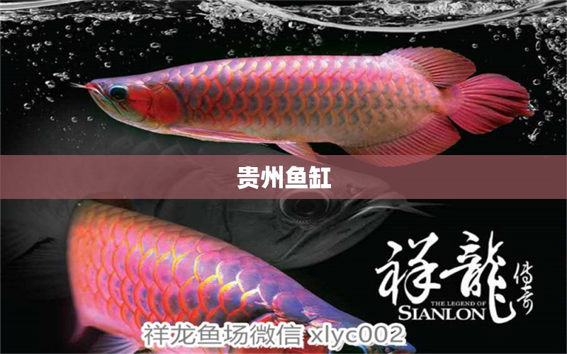 貴州魚缸 其他品牌魚缸