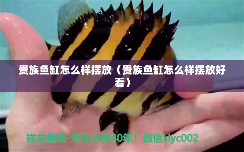 貴族魚缸怎么樣擺放（貴族魚缸怎么樣擺放好看） 觀賞魚市場(chǎng)（混養(yǎng)魚）