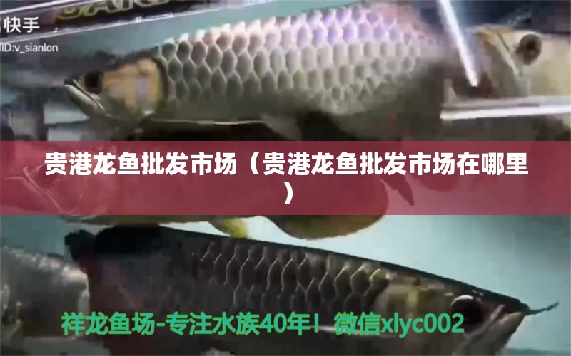 貴港龍魚批發(fā)市場（貴港龍魚批發(fā)市場在哪里） 龍魚批發(fā)