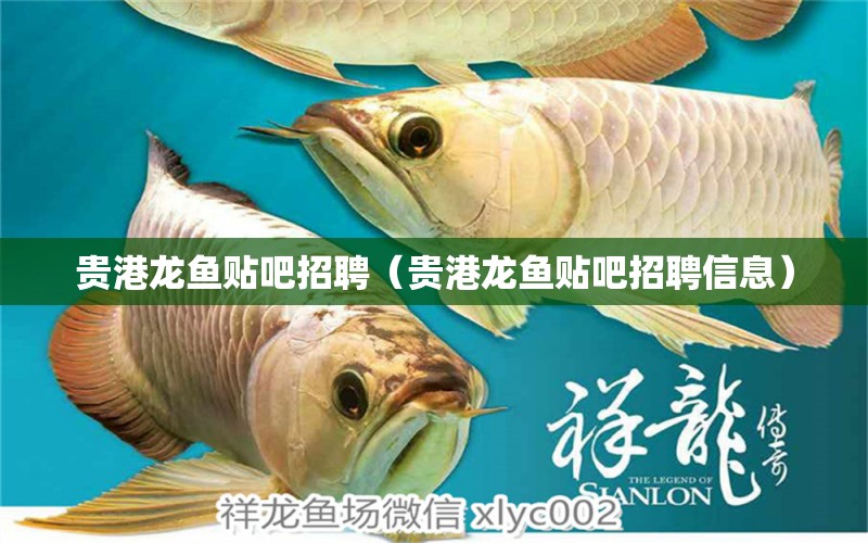 貴港龍魚貼吧招聘（貴港龍魚貼吧招聘信息）