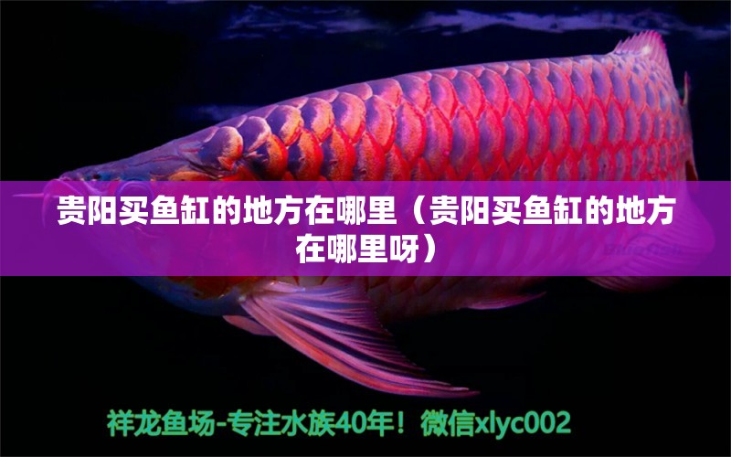 貴陽(yáng)買(mǎi)魚(yú)缸的地方在哪里（貴陽(yáng)買(mǎi)魚(yú)缸的地方在哪里呀） 其他品牌魚(yú)缸