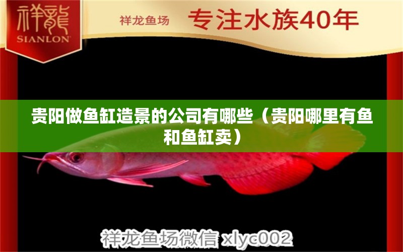 貴陽做魚缸造景的公司有哪些（貴陽哪里有魚和魚缸賣）