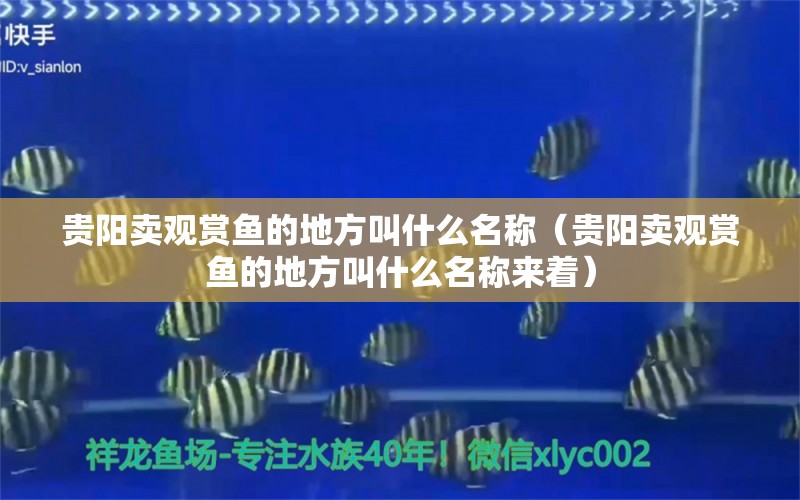 貴陽(yáng)賣觀賞魚的地方叫什么名稱（貴陽(yáng)賣觀賞魚的地方叫什么名稱來著）