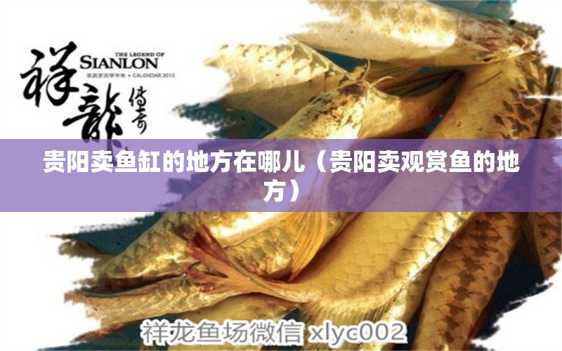 貴陽賣魚缸的地方在哪兒（貴陽賣觀賞魚的地方）