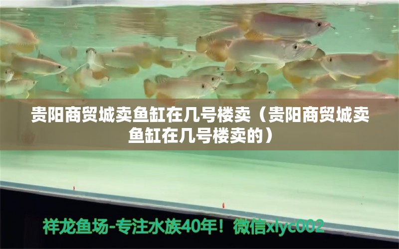 貴陽(yáng)商貿(mào)城賣(mài)魚(yú)缸在幾號(hào)樓賣(mài)（貴陽(yáng)商貿(mào)城賣(mài)魚(yú)缸在幾號(hào)樓賣(mài)的） 翡翠鳳凰魚(yú)