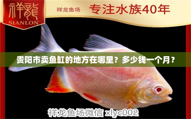 貴陽市賣魚缸的地方在哪里？多少錢一個月？ 鴨嘴鯊魚