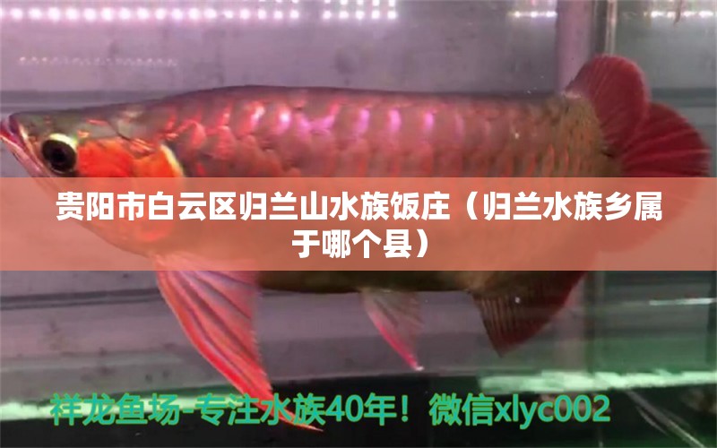 貴陽市白云區(qū)歸蘭山水族飯莊（歸蘭水族鄉(xiāng)屬于哪個縣） 全國水族館企業(yè)名錄