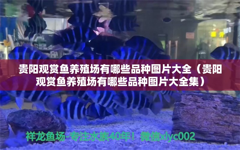 貴陽觀賞魚養(yǎng)殖場有哪些品種圖片大全（貴陽觀賞魚養(yǎng)殖場有哪些品種圖片大全集） 觀賞魚市場（混養(yǎng)魚）