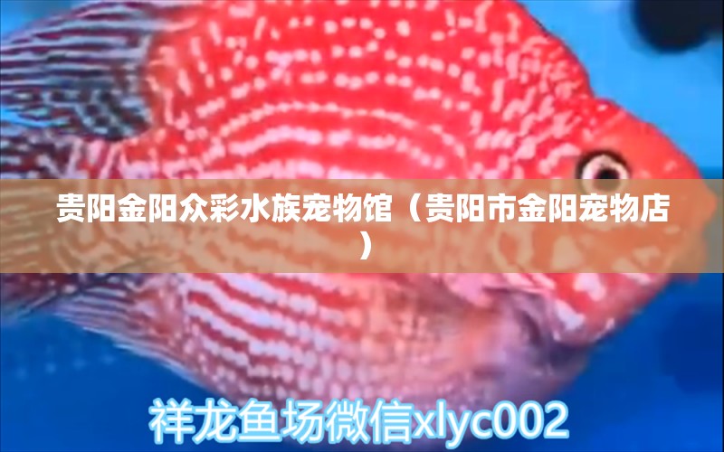 貴陽金陽眾彩水族寵物館（貴陽市金陽寵物店）