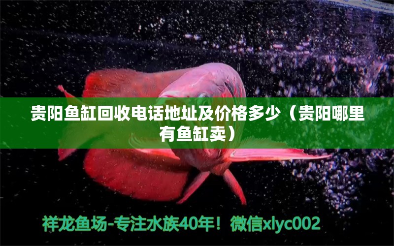 貴陽魚缸回收電話地址及價格多少（貴陽哪里有魚缸賣） 紅魔王銀版魚