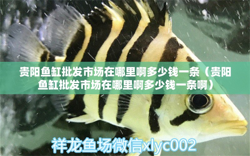 貴陽(yáng)魚缸批發(fā)市場(chǎng)在哪里啊多少錢一條（貴陽(yáng)魚缸批發(fā)市場(chǎng)在哪里啊多少錢一條?。?祥龍水族醫(yī)院