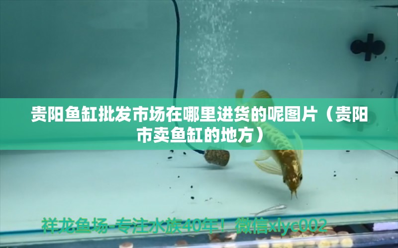 貴陽魚缸批發(fā)市場在哪里進貨的呢圖片（貴陽市賣魚缸的地方）