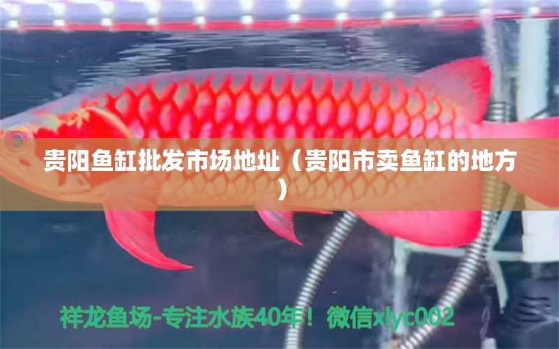 貴陽魚缸批發(fā)市場地址（貴陽市賣魚缸的地方） 黑云魚