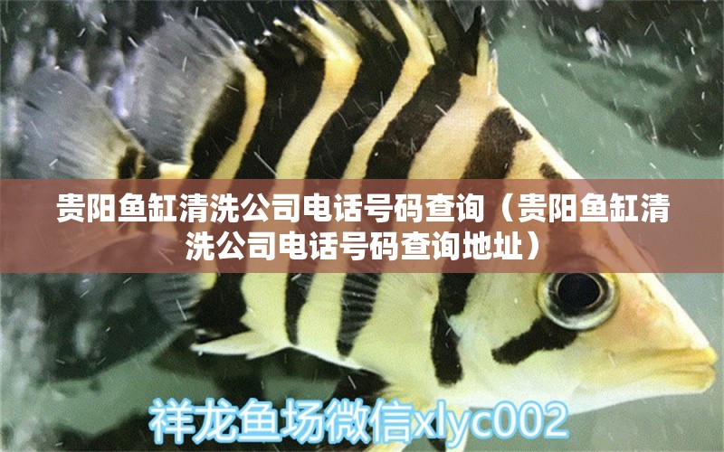 貴陽(yáng)魚缸清洗公司電話號(hào)碼查詢（貴陽(yáng)魚缸清洗公司電話號(hào)碼查詢地址） 祥龍水族醫(yī)院