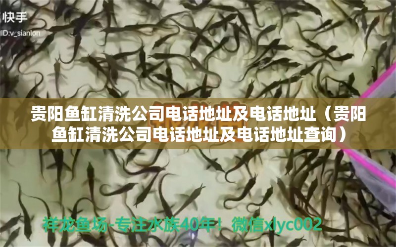 貴陽魚缸清洗公司電話地址及電話地址（貴陽魚缸清洗公司電話地址及電話地址查詢） 恐龍王魚